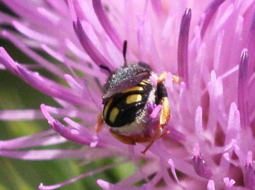 Pseudoanthidium sp.